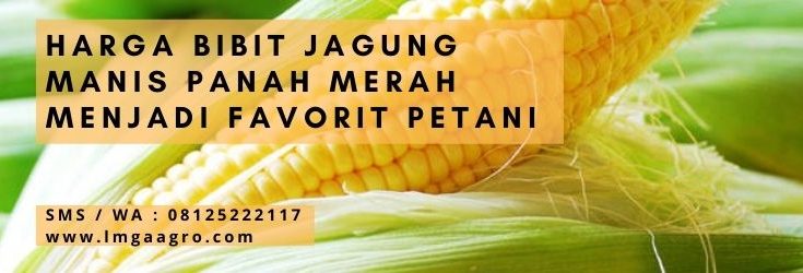 Manfaat jagung, tanam jagung, pohon jagung, panah merah, manfaat jagung manis