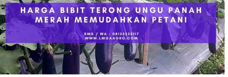 budidaya terong ungu, budidaya terong, cara menanam terong, tanaman terong ungu, cara menanam terong ungu,panah merah