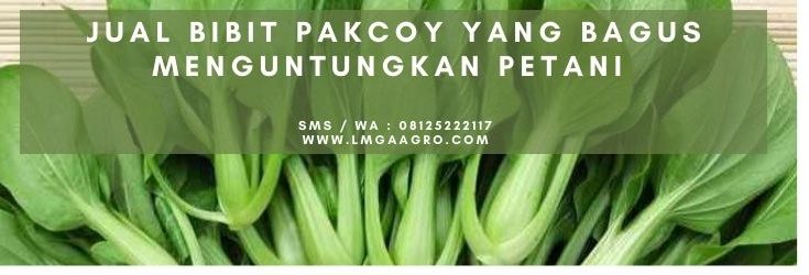 pohon pakcoy, manfaat pakcoy, panen pakcoy, semai pakcoy, pakcoy hidroponik