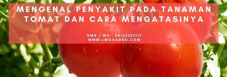 mengatasi, penyakit pada tanaman tomat, pestisida untuk tomat, penyakit pada tomat, fungisida untuk busuk daun