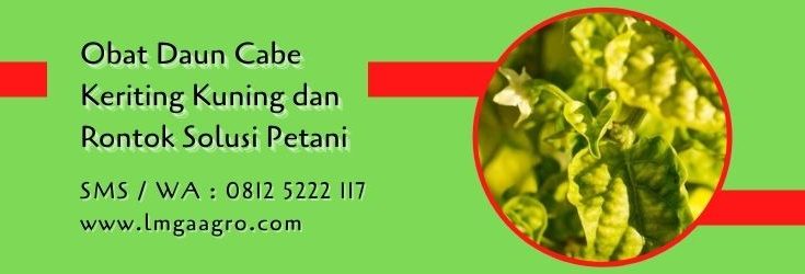 obat daun cabe keriting kuning dan rontok,budidaya cabe,pestisida,petani cabe,pestisida,lmga agro