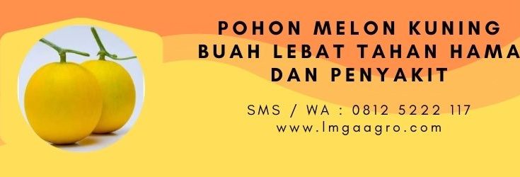 tumbuhan melon, budidaya melon, cara menanam melon, tanam melon, manfaat melon