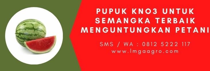 Budidaya semangka, pupuk kno putih, fungsi kno3, kno3 pak tani, kno3 merah pak tani