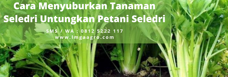 Khasiat seledri, manfaat daun seledri, manfaat seledri, khasiat daun seledri, menyuburkan tanaman