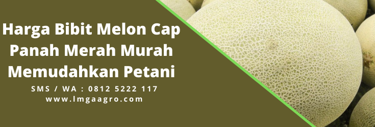 Tanam melon, tanaman melon, budidaya melon, panah merah, tumbuhan melon
