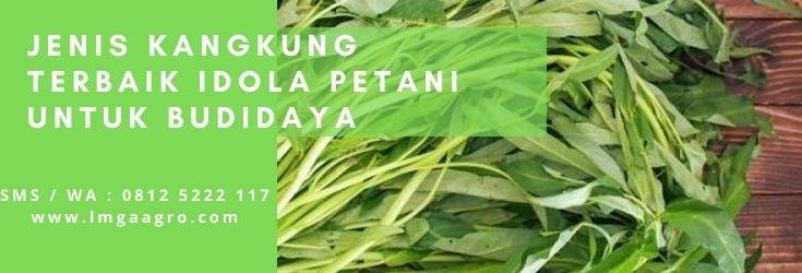 Budidaya kangkung, kangkung darat, kandungan kangkung, kangkung air, kangkung sawah