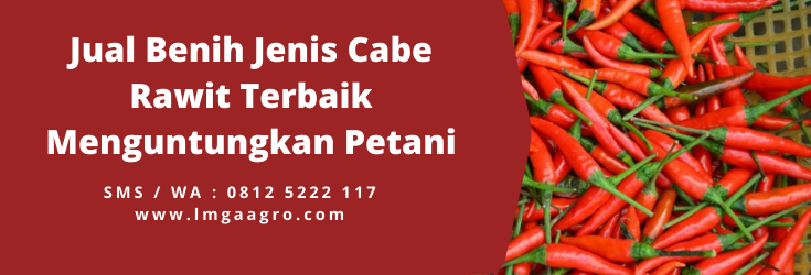 jenis cabe, Tanam cabe, tanaman cabe, pohon cabe, tanaman cabe, harga cabe