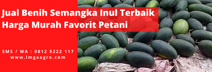 Tanaman semangka, budidaya semangka inul, benih semangka inul, khasiat semangka, manfaat semangka