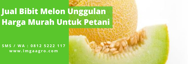 Tanam melon, pohon melon, jenis jenis melon, budidaya melon, cara menanam melon