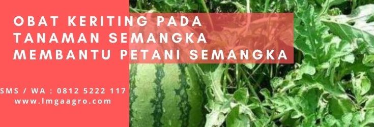 Budidaya semangka, pestisida sistemik, obat-obat, pestisida sistemik, racun hama, tanaman semangka