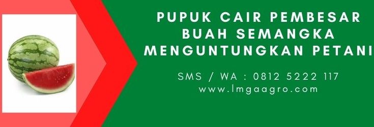 Buah semangka, pupuk cair organik, pupuk terbaik, semangka inul, jenis jenis semangka