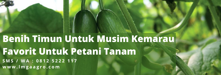 Tanaman timun, panen timun, budidaya timun, pupuk timun, timun sayur, musim kemarau