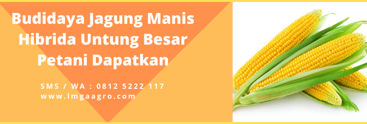 Lmga Agro, Pohon jagung, budidaya tanaman jagung, daun jagung, bunga jagung, batang jagung