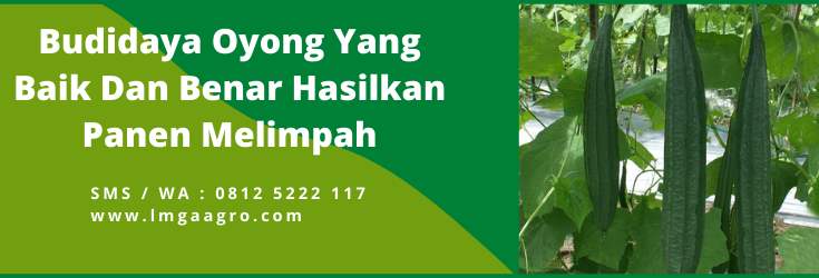 budidaya oyong, sayur gambas, gambas oyong, jarak tanam oyong, jenis gambas, jarak tanam gambas, LMGA AGRO