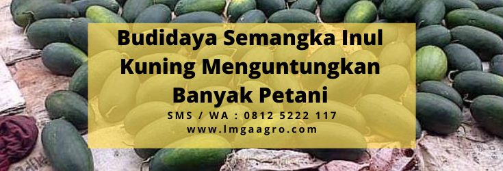 Budidaya semangka inul, masa panen semangka, umur panen semangka, cara merawat pohon semangka, perawatan semangka, Lmga Agro