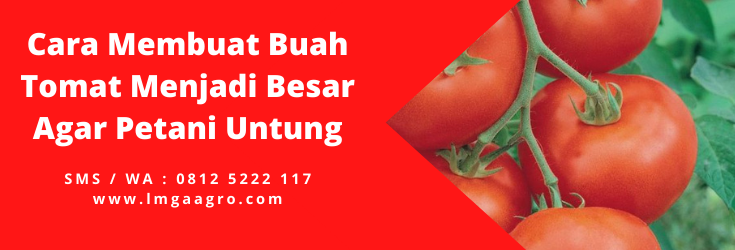 Sayur tomat, sayuran buah, tomat sayur atau buah, manfaat tomat, kandungan tomat, LMGA AGRO