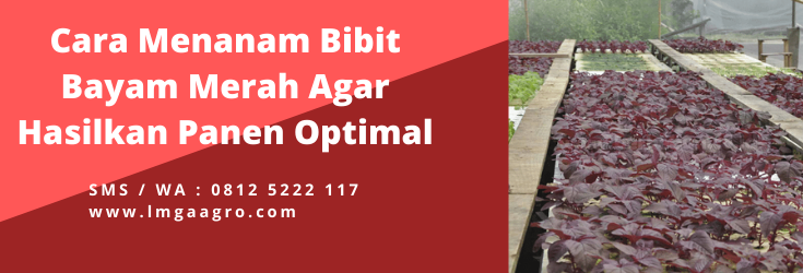 cara menanam bibit bayam merah, kebun bayam, umur tanaman bayam, bayam potong, budidaya tanaman bayam, masa panen bayam, LMGA AGRO