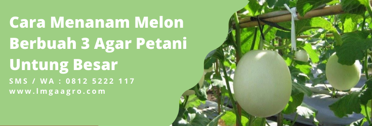 cara menanam melon, Tanam melon, buah melon, tumbuhan melon, tanaman buah melon, jenis jenis melon, LMGA AGRO