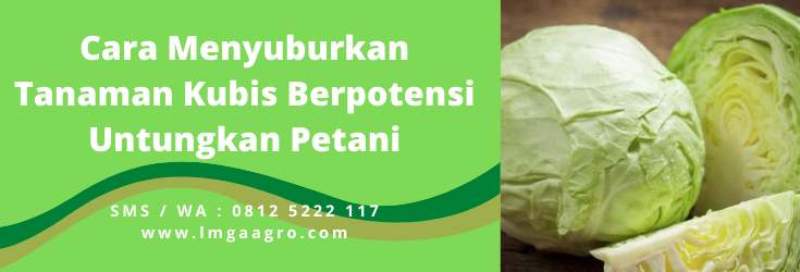 Pupuk pembesar buah kol, cara merawat kubis, budidaya tanaman kubis, pupuk pembesar kol, cara menyuburkan tanaman kubis, LMGA AGRO