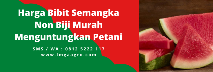 Harga benih semangka, bibit semangka tanpa biji, cara budidaya semangka non biji, cara menanam semangka tanpa biji, benih semangka terbaik, LMGA AGRO