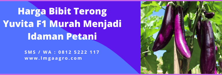Pohon terong, cara menanam terong, budidaya terong ungu, harga bibit terong, harga benih terong, LMGA AGRO