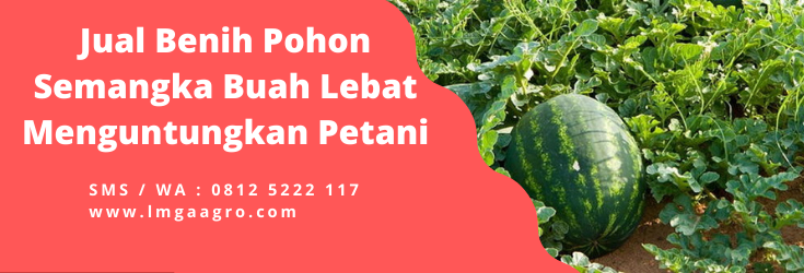 Jenis jenis semangka, pohon semangka kuning, pohon semangka inul, cara membuat buah semangka besar, umur panen semangka, Lmga Agro