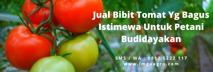 Bibit pohon tomat, cara menanam tomat, masa panen tomat, semai tomat, jual bibit tomat , LMGA AGRO