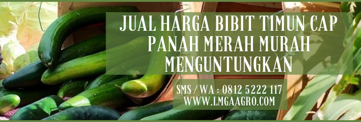 Harga bibit timun, tanam timun, panen timun, pupuk timun, masa panen timun, LMGA AGRO