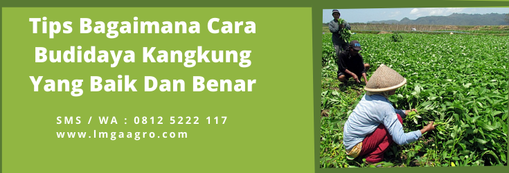 Sayuran kangkung, manfaat kangkung, tanam kangkung, tanaman kangkung, kandungan kangkung, Lmga Agro