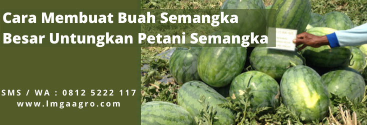 Cara menanam semangka, budidaya semangka, umur panen semangka, masa panen semangka, cara membuat semangka besar, LMGA AGRO