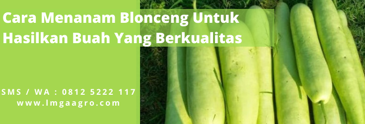 cara menanam labu air, resep sayur blonceng, budidaya blonceng, jarak tanam labu air, budidaya labu air, LMGA AGRO