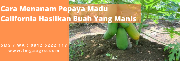 Cara menanam pepaya, bibit pepaya calina, cara menanam pepaya california, pepaya merah, budidaya pepaya calina, LMGA AGRO