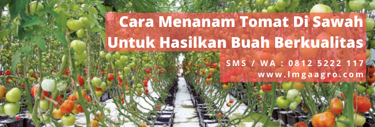 budidaya tomat, cara menyemai tomat, cara merawat tomat, sawah, bibit pohon tomat, LMGA AGRO