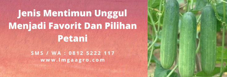 Jenis mentimun, tanaman timun, pohon timun, timun hijau, timun sayur, LMGA AGRO