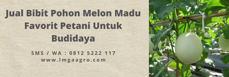 Cara menanam melon, budidaya melon, tanam melon, benih melon madu, jenis melon madu, LMGA AGRO