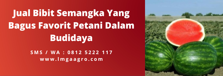 Budidaya semangka, bibit semangka unggul, cara semai semangka, harga benih semangka, cara menanam semangka