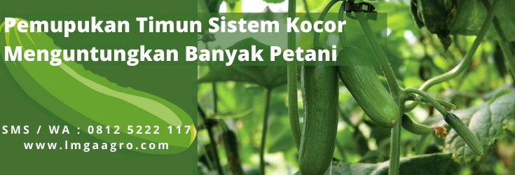 Cara menanam timun, budidaya timun, pohon timun, pemupukan sistem kocor, cara merawat timun, LMGA AGRO