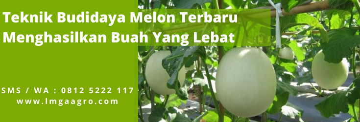 cara menanam melon, pemeliharaan tanaman melon, umur tanaman melon, masa panen melon, cara budidaya melon berbuah 3, LMGA AGRO