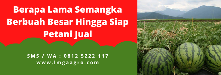 Berapa lama semangka berbuah, masa panen semangka, budidaya semangka, pohon semangka, proses pertumbuhan semangka, LMGA AGRO