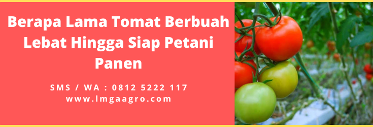 Cara merawat tomat, tanam tomat, budidaya tomat, cara menyemai tomat, berapa lama tomat berbuah, LMGA AGRO