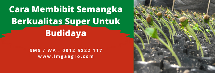 Budidaya semangka, cara menanam semangka, cara membibit semangka, masa panen semangka, umur panen semangka, lmga agro