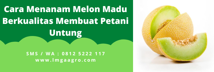 Cara menanam melon, benih melon madu, jenis melon madu, budidaya melon madu, jenis jenis melon, LMGA AGRO