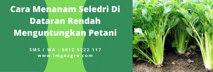 Cara menanam seledri, akar seledri, bibit seledri besar, bibit daun seledri, jenis seledri, LMGA AGRO