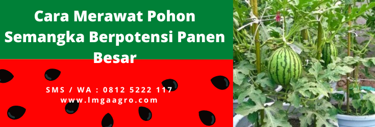 Cara menanam semangka, masa panen semangka, cara merawat pohon semangka, umur panen semangka, cara membuat buah semangka besar, lmga agro