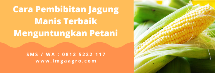 Pohon jagung, cara merawat jagung, kebun jagung manis, bibit jagung mansis terbaik, pupuk jagung manis, LMGA AGRO