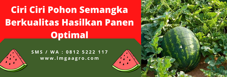 Ciri ciri buah semangka, cara menanam semangka, jenis jenis semangka, bibit semangka, harga semangka, lmga agro