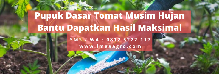 pupuk organik, jenis pupuk, buah tomat, cuaca hujan, fungsi pupuk, LMGA AGRO