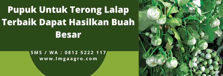 Pohon terong lalap, budidaya terong lalap, bibit terong lalap, pupuk untuk terong lalap, pohon terong, LMGA AGRO