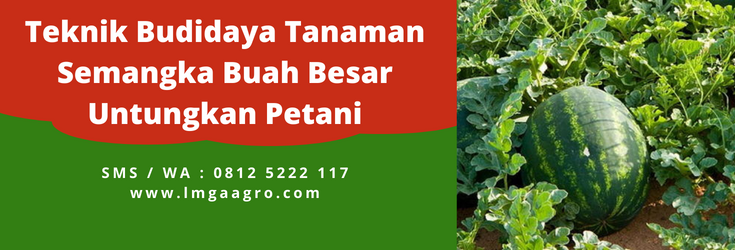 Budidaya semangka, cara menanam semangka, cara merawat pohon semangka, masa panen semangka, berapa lama semangka berbuah, lmga agro