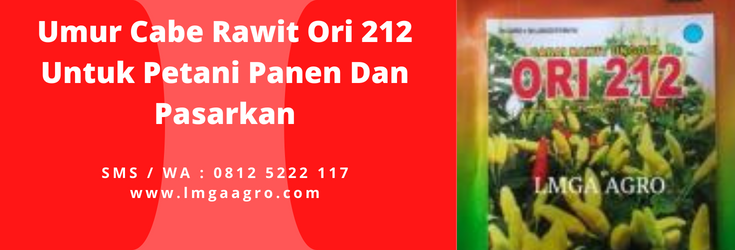 Umur cabe, cara tanam cabe, menanam cabe, cara menanam cabe rawit, tanam cabe rawit, LMGA AGRO